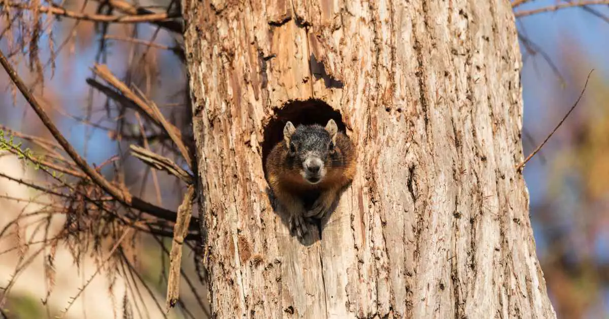 Do Squirrels Nests Damage Trees?