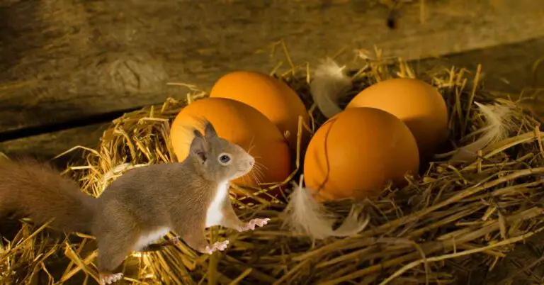 Do Squirrels Steal Chicken Eggs? - Small Garden DIY