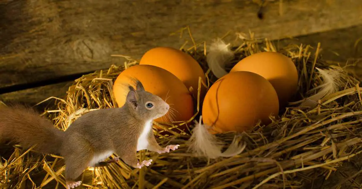 Do Squirrels Steal Chicken Eggs?