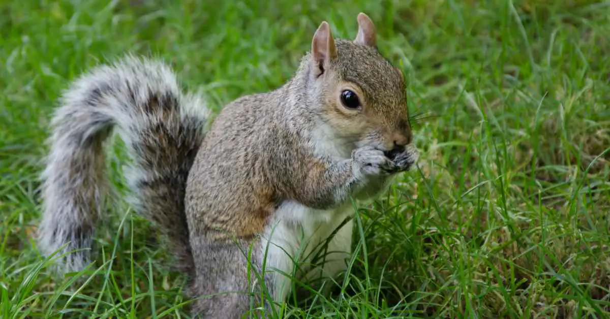 How Long Can a Squirrel Live with Rabies?