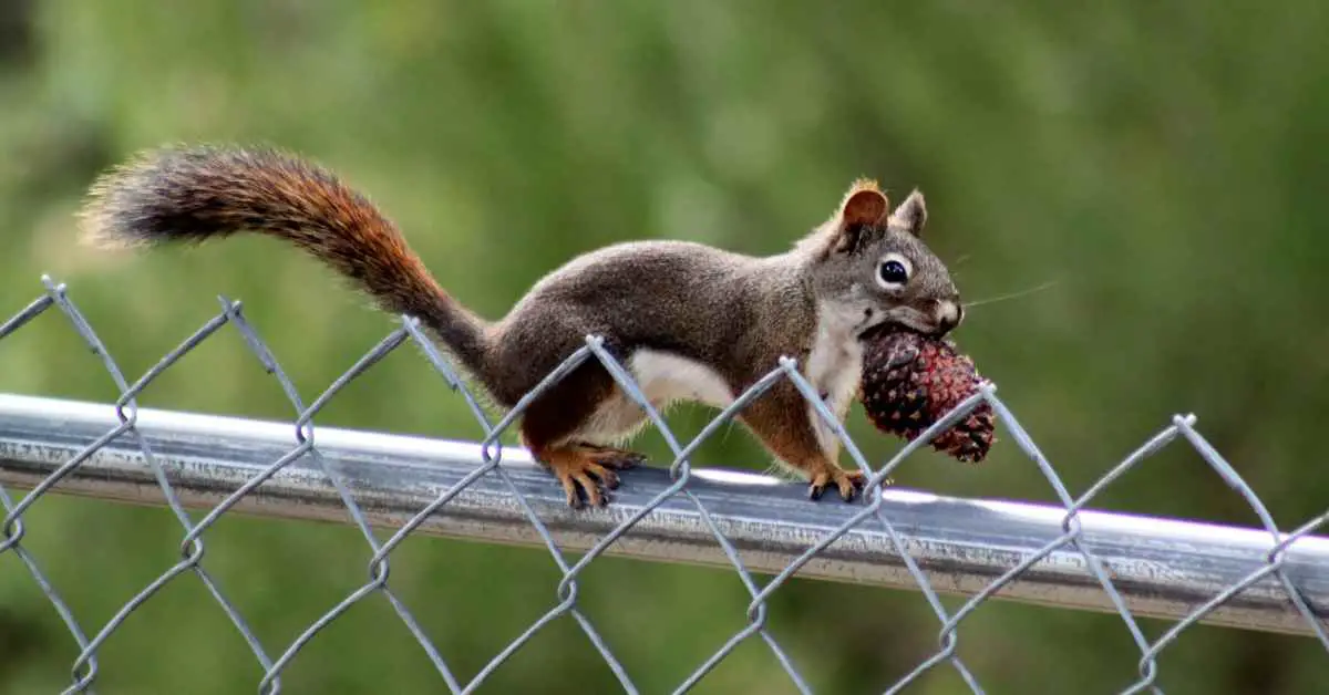 How Much Weight Can a Squirrel Carry?