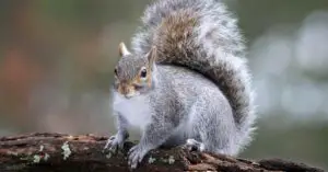 Is The Eastern Gray Squirrel an Invasive Species?