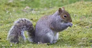 Why Are Squirrels So Dumb?