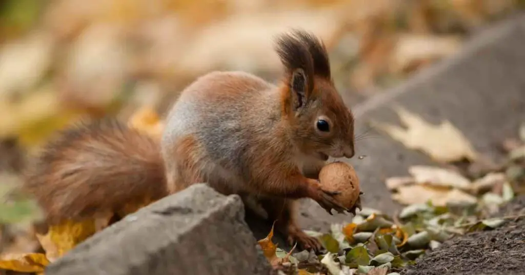 Why Do Squirrels Like Nuts So Much? - Small Garden DIY