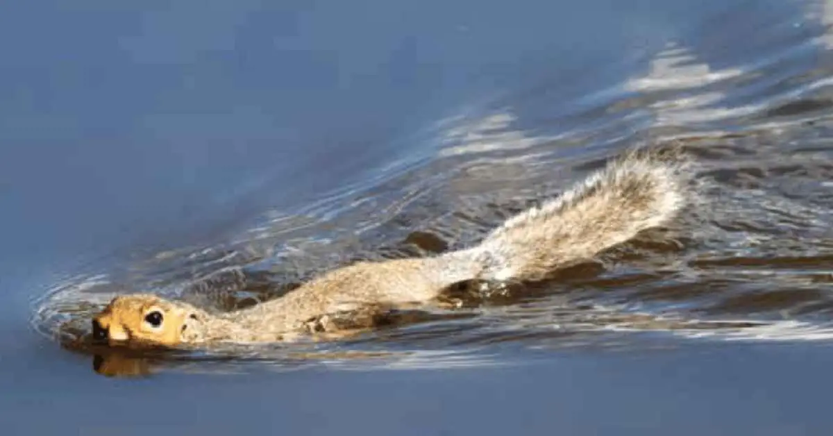 Why Does a Squirrel Swim on its Back?