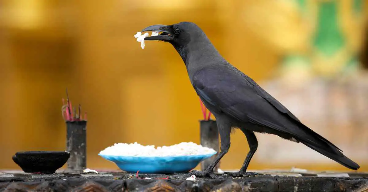 Are Crows More Intelligent Than Dogs?