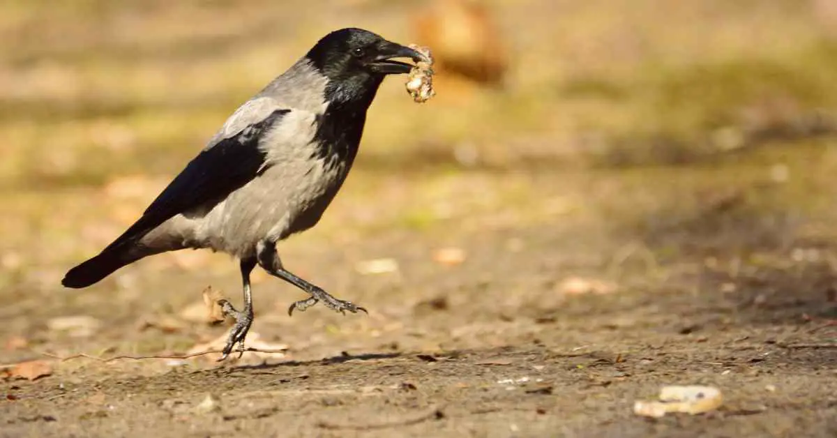 Can Crows Digest Bones?