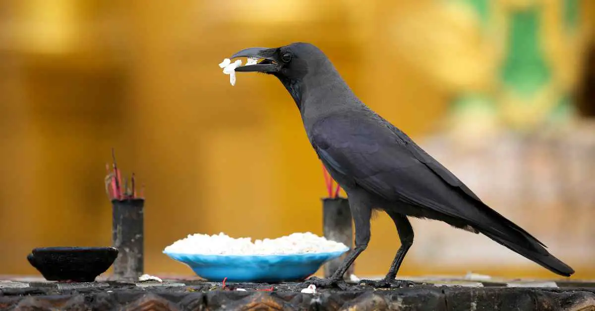 Can Crows Eat Popcorn?