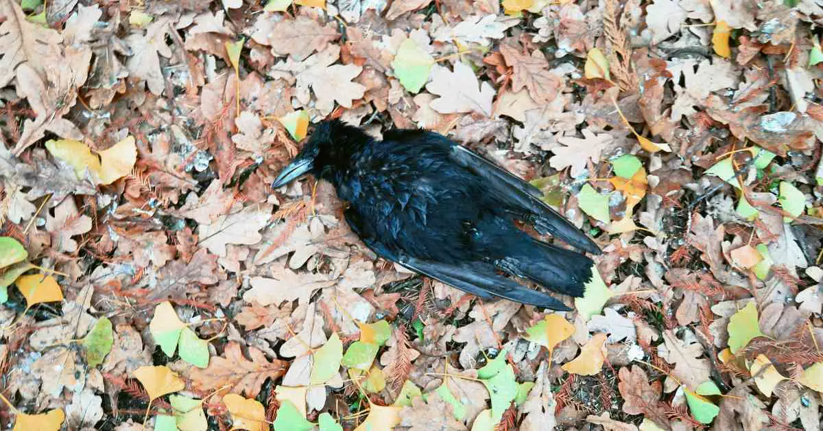 Can Crows Get Food Poisoning?