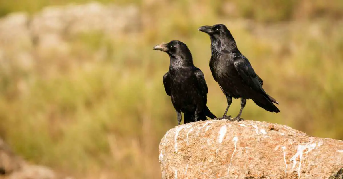 Can Crows Talk Better Than Parrots?