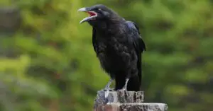 Do Crows Abandon Injured Crows?