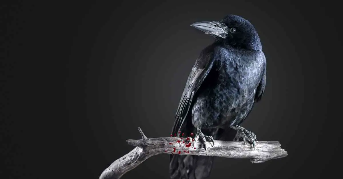 Do Crows Drink Blood?