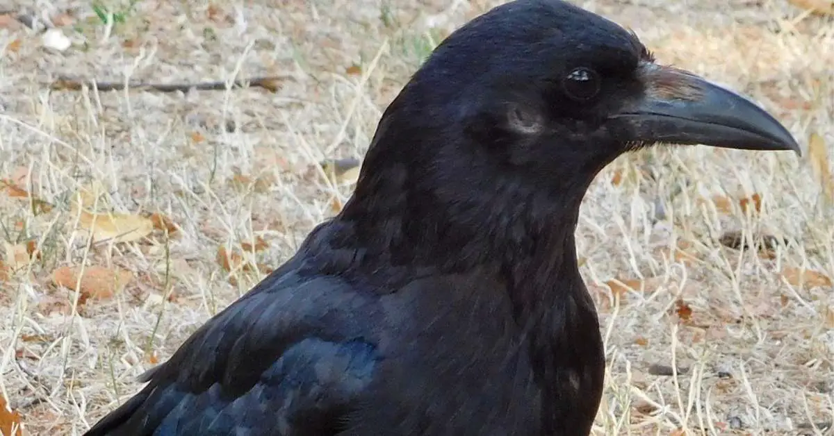 Do Crows Have Ears?