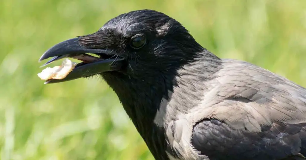 Do Crows Have Tongues? - Small Garden DIY