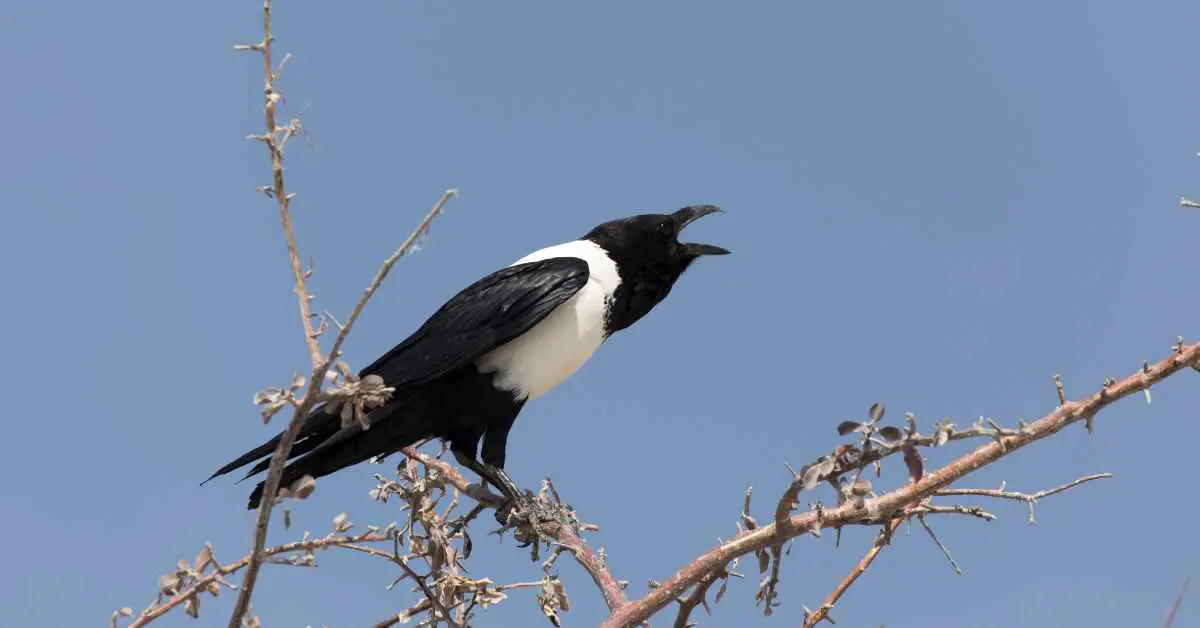 Do Crows Have White Feathers?