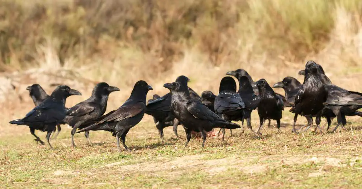 Do Crows Hold Court?