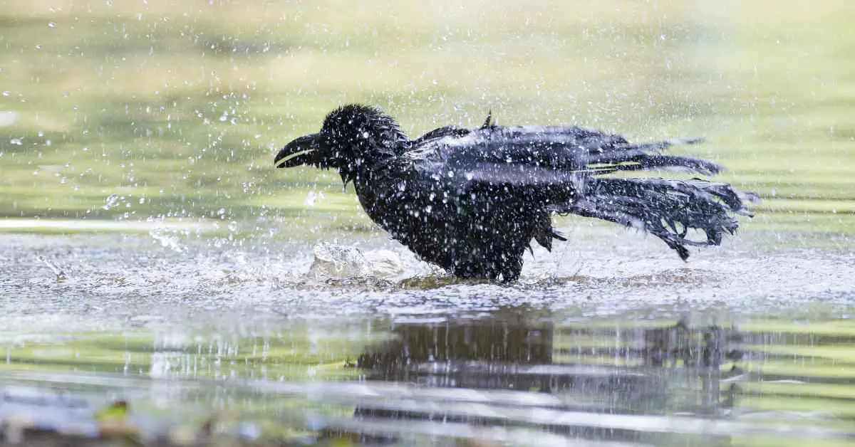 Do Crows Take Dust Baths?