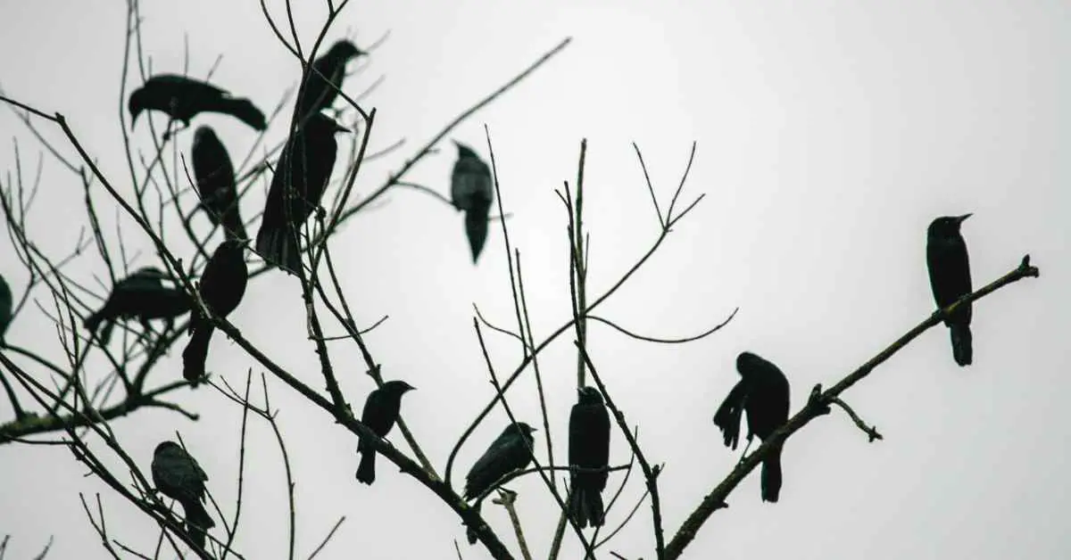 Do Crows Visit Their Parents?