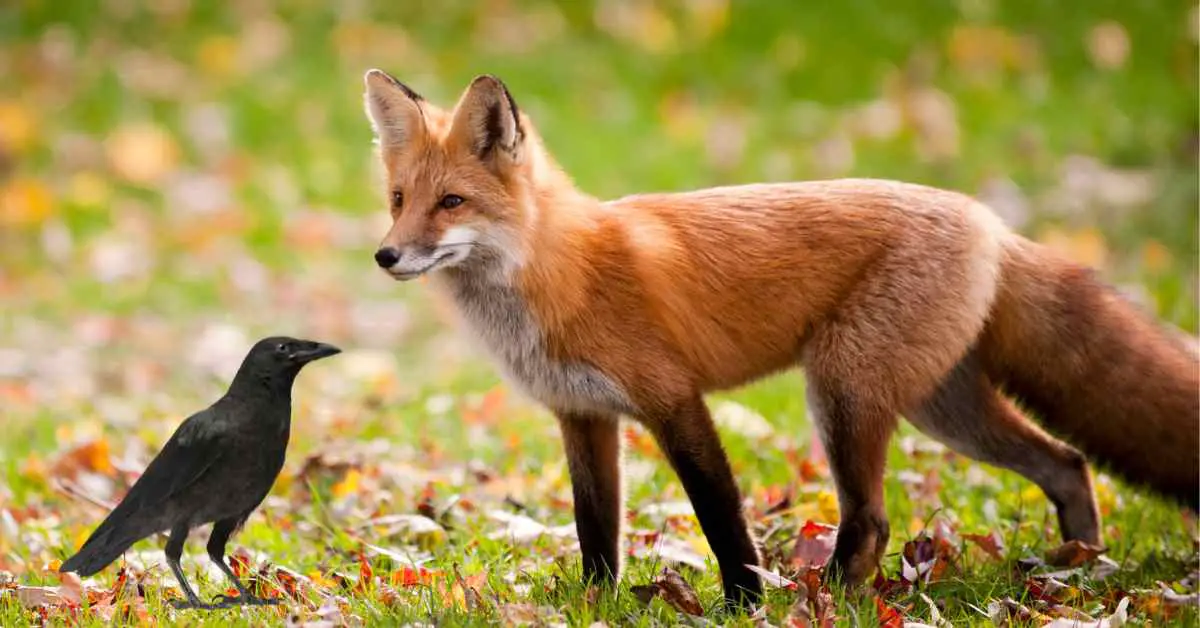 Do Foxes Eat Crows?