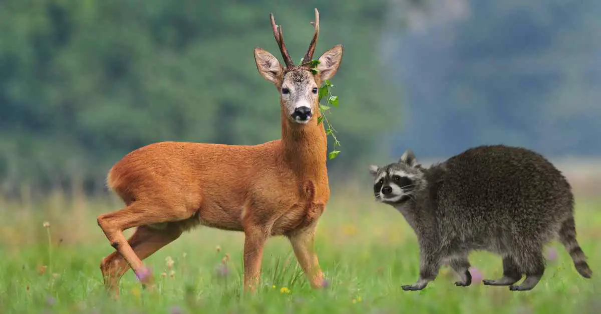 Do Raccoons Attack Deer?