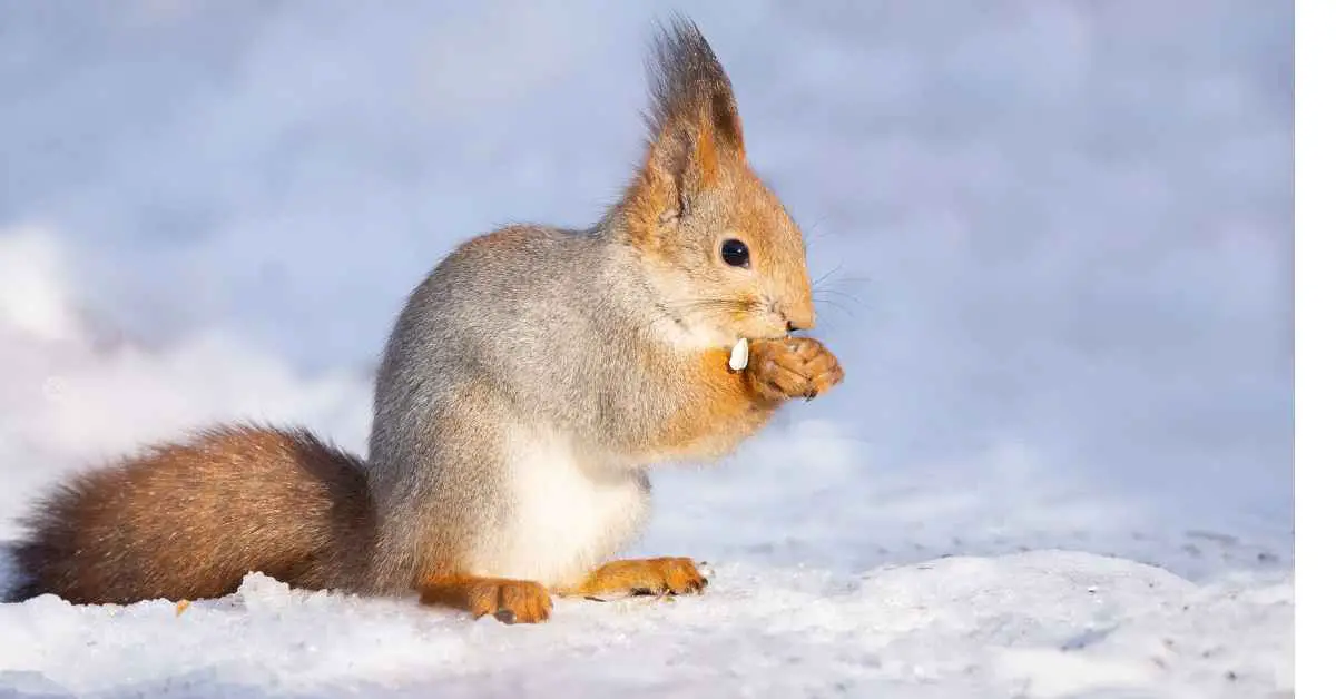 Do Squirrels Have Good Memory?