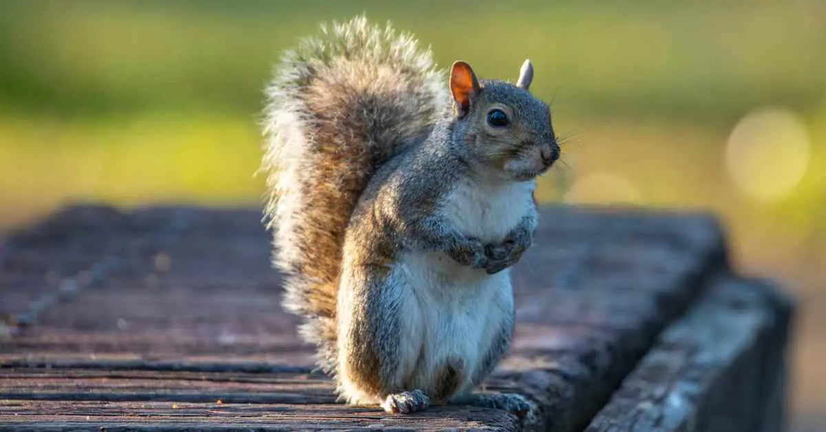 Do Squirrels Need Sunlight?