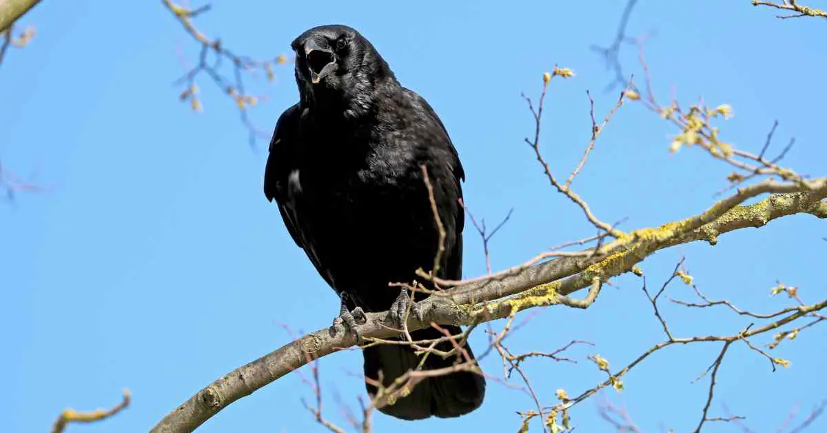How Are Crows Black?