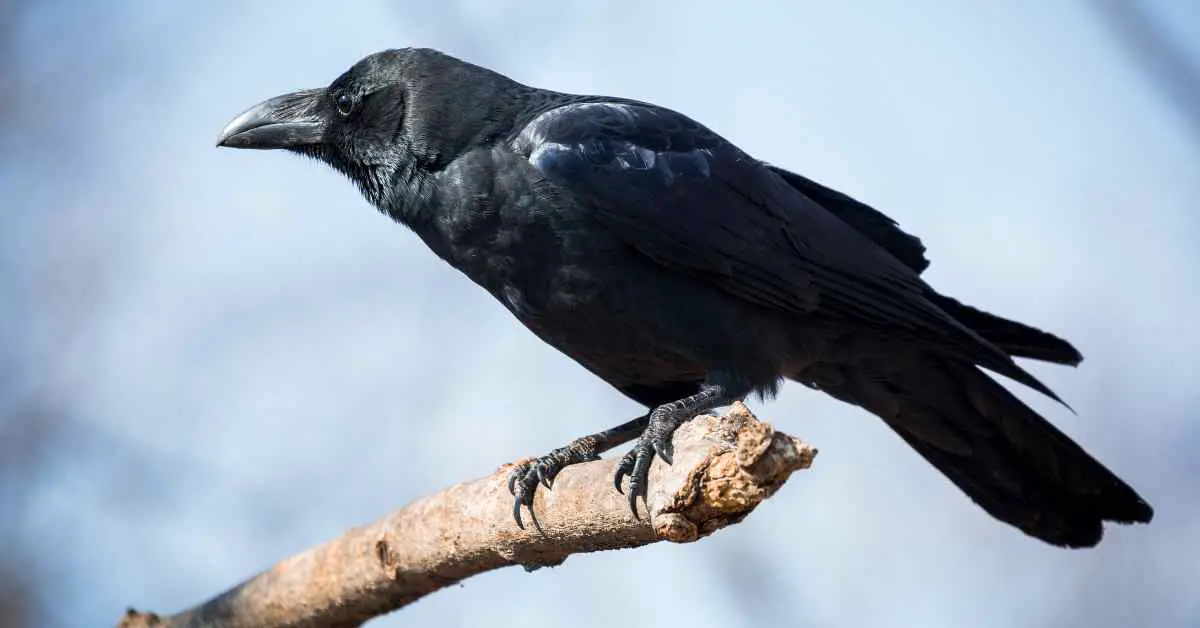How Far Can Crows Smell?