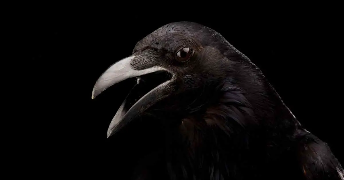How Strong is a Crow's Beak?