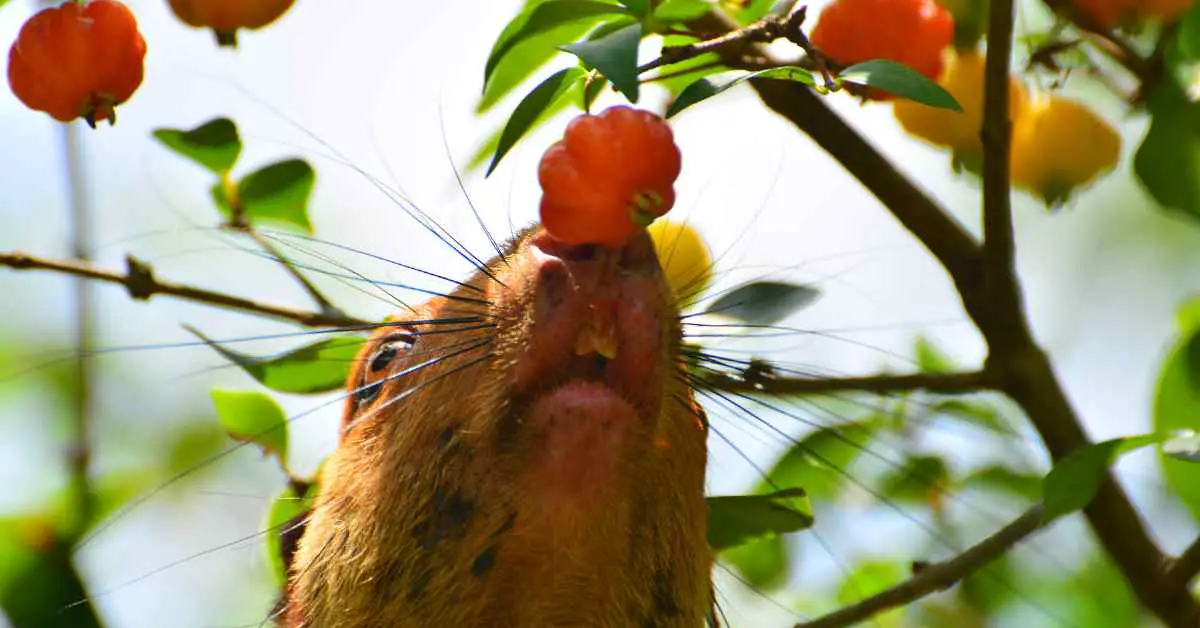 Is It Safe to Eat Squirrel Bitten Fruit?