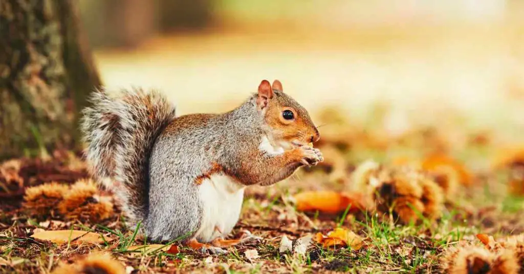 What Color Are Squirrels? - Small Garden DIY