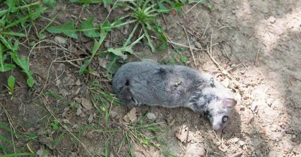 What To Do With a Dead Squirrel in My Garden? (Explained)