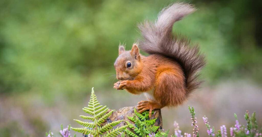 Why Do Squirrels Flick Their Tails – YBGFN