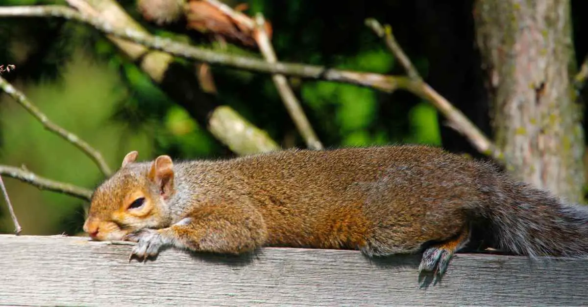 Why Does a Squirrel Lay on its Stomach?