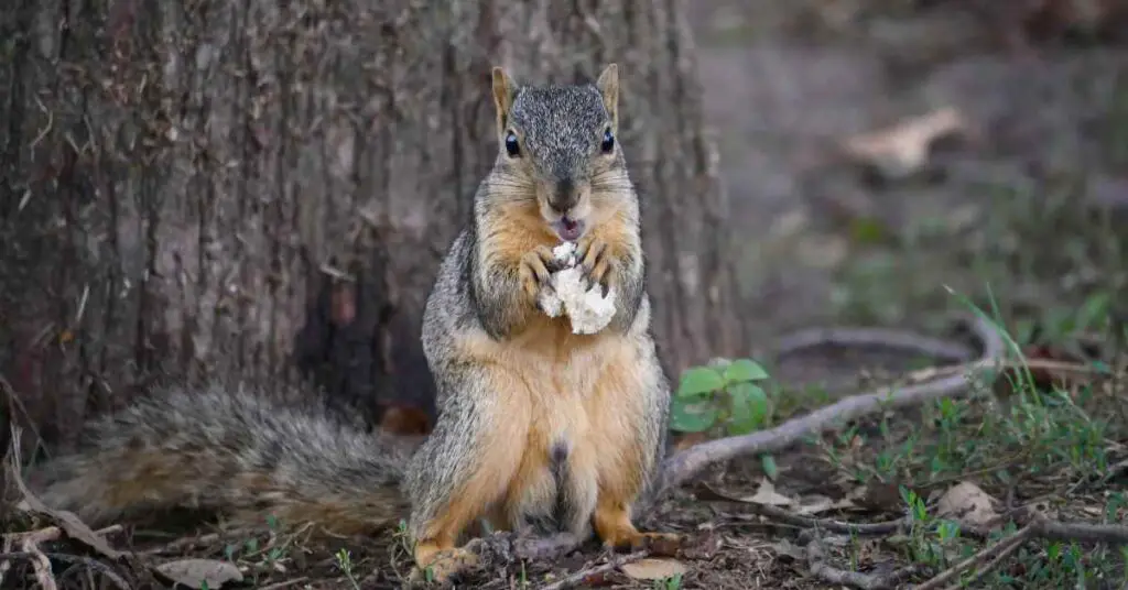 Will Squirrels Eat Bread? - Small Garden DIY