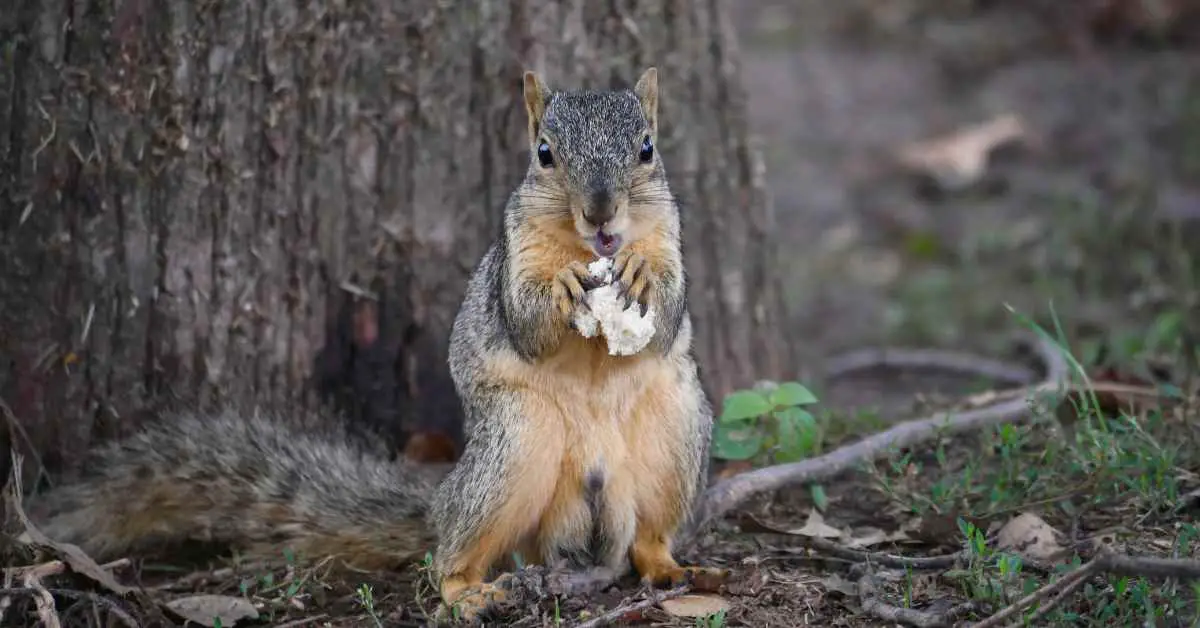 Will Squirrels Eat Bread?