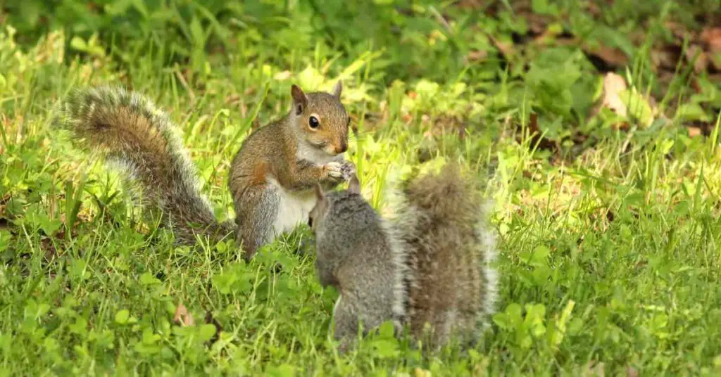 Are Female Squirrels Bigger Than Male Squirrels 1024x536 