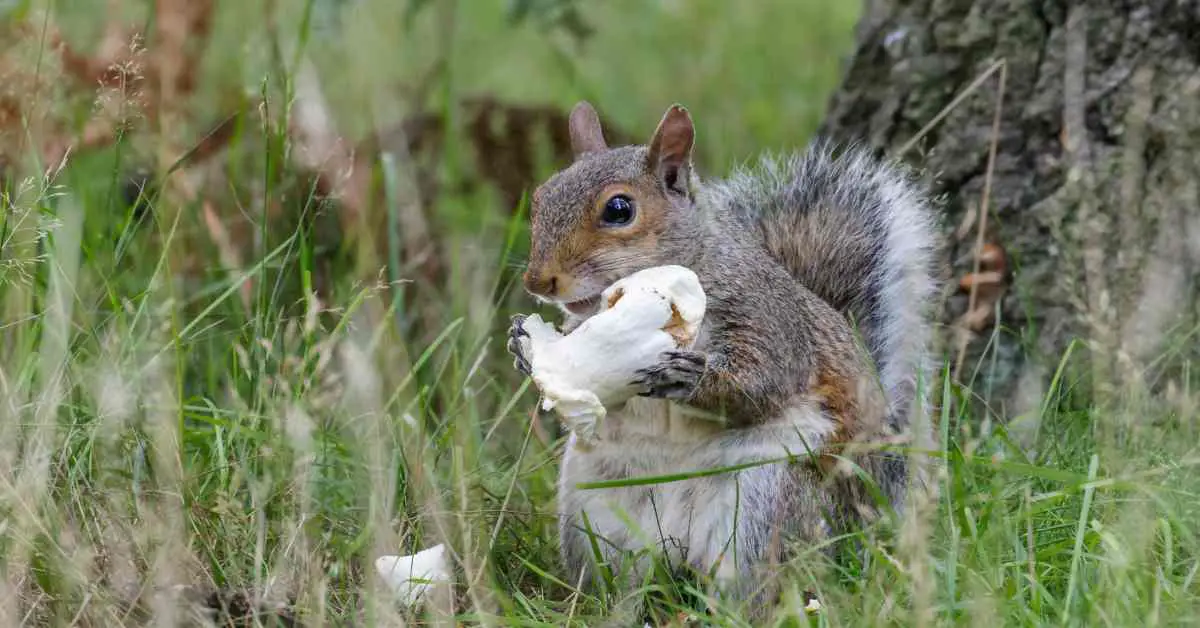 Can Squirrels Eat Mushrooms?