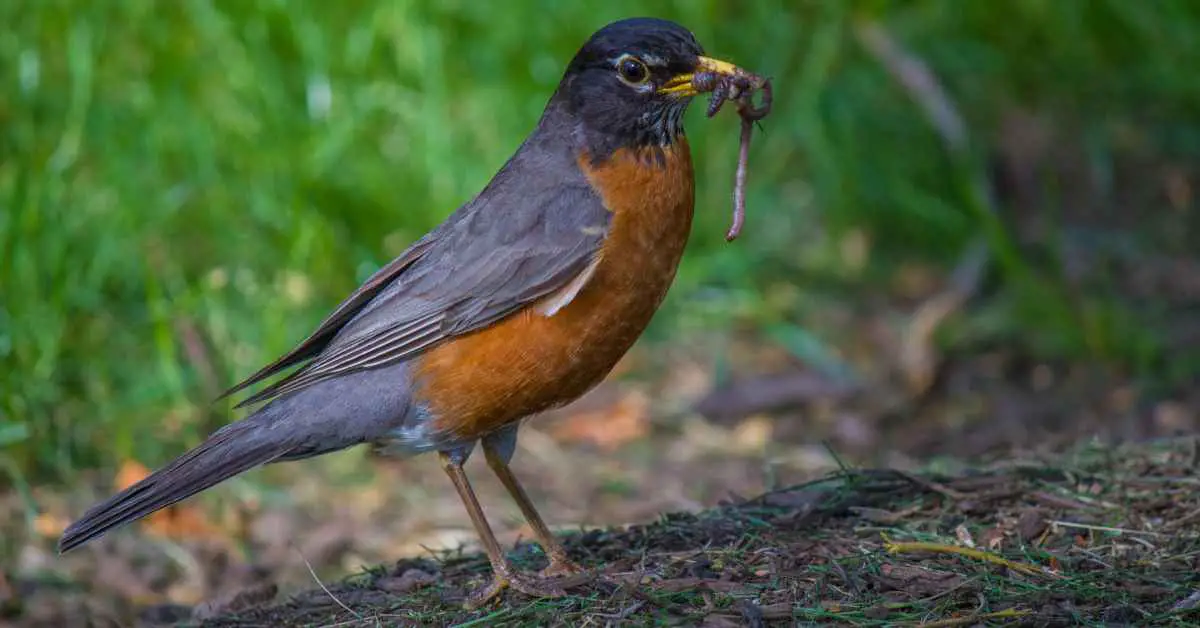 Do American Robins Eat Dried Mealworms?