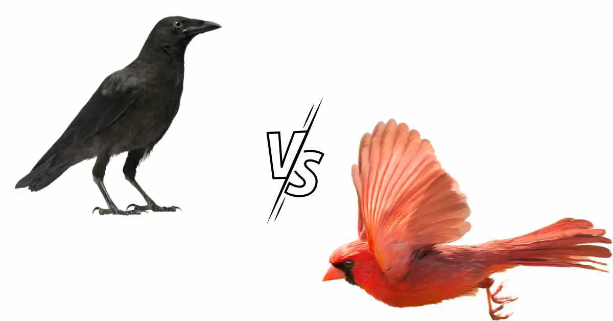 Do Crows Attack Cardinals?