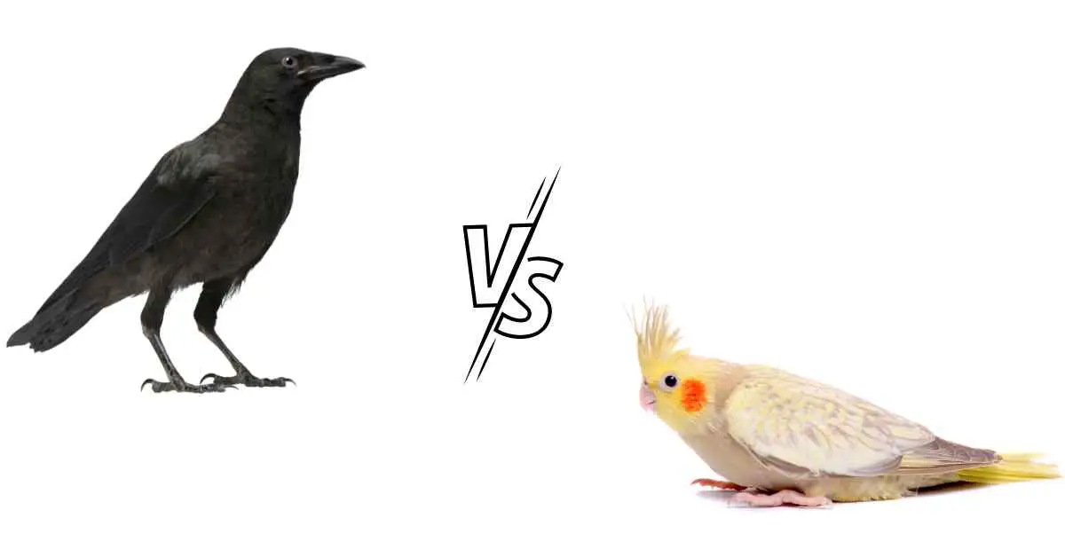 Do Crows Attack Cockatiels?