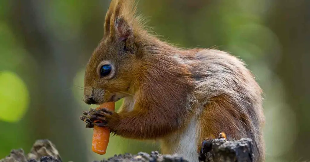 Do Squirrels Eat Carrots? Small Garden DIY