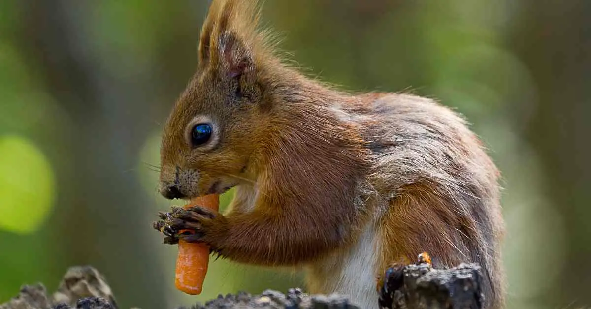 Do Squirrels Eat Carrots?