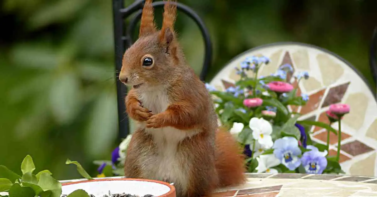 Do Squirrels Know Their Names?
