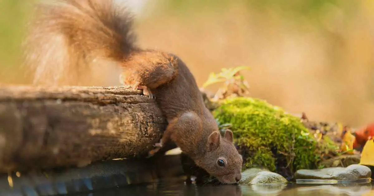 Do Squirrels Need Water in Winter?