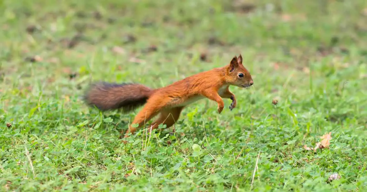 How Are Squirrels So Fast?