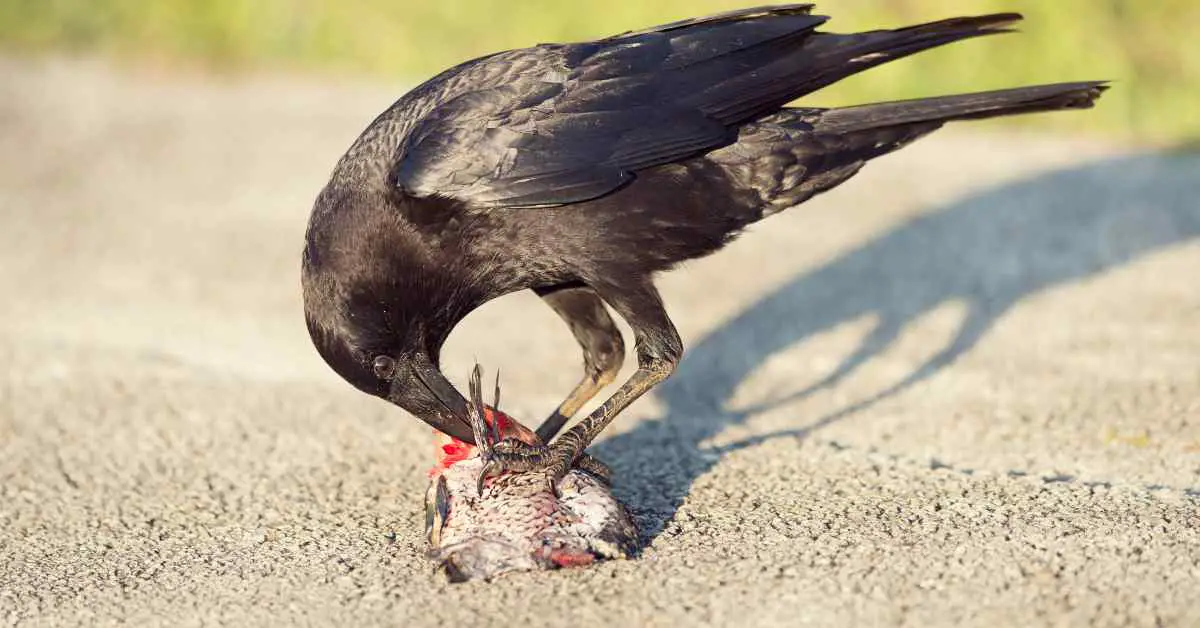 How Hard Can a Crow Bite?