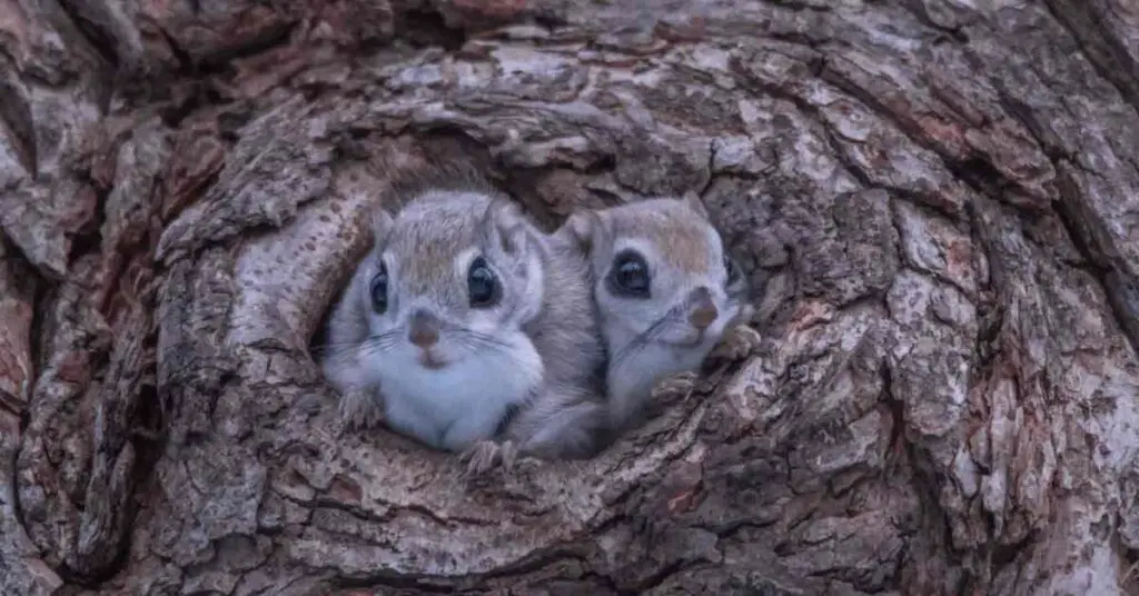 How Many Squirrels Live Together? - Small Garden DIY