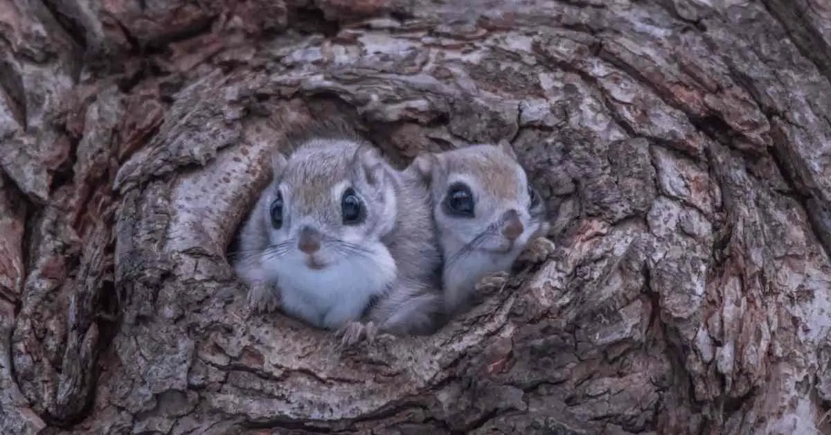 How Many Squirrels Live Together?