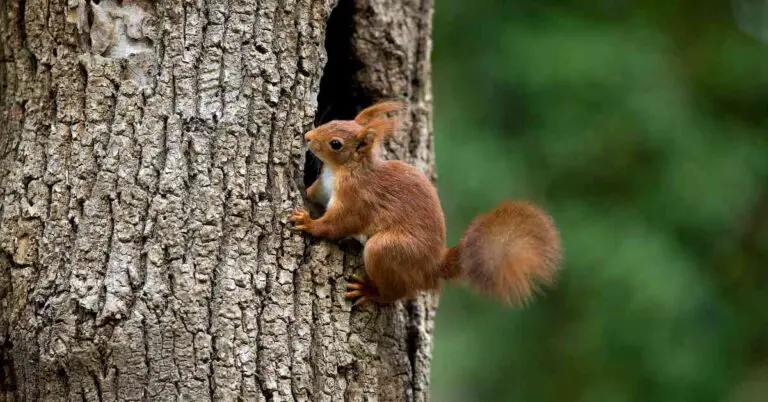 What Time of Year Do Squirrels Build Nests? (Explained)